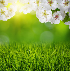 Obraz na płótnie Canvas Spring blossom and grass