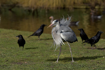 Grey Heron, Ardea cinerea
