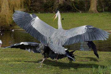 Grey Heron, Ardea cinerea - spring fight.