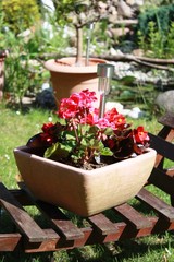 Geraniums, pelargoniums and ice begonias in the flower pot in garden