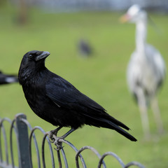 Carrion Crow