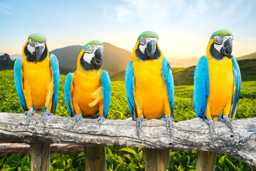 Blue and Gold Macaw on branch in tropical forest