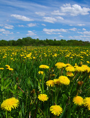  dandelion on meadow