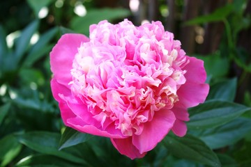 closeup of a pink peony