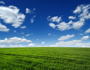 Fototapeta premium field and sky