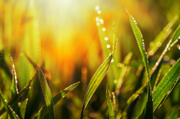  grass and sun light