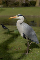 Grey Heron, Ardea cinerea