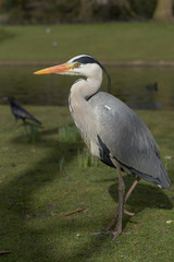 Grey Heron, Ardea cinerea