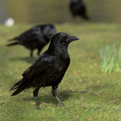 Carrion Crow