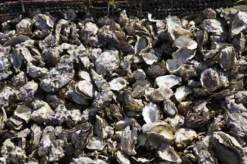 Fototapeta na wymiar Wire baskets with empty shell oysters