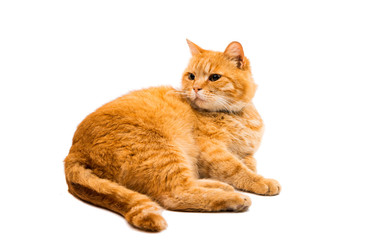 Fototapeta na wymiar Red british male cat