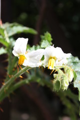 White blooms of the Lychee tomatoes in spring