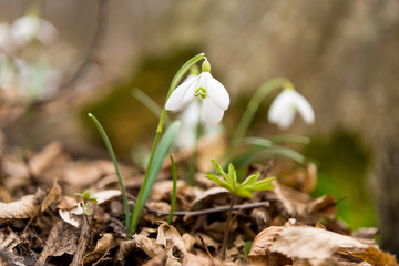 first spring flowers