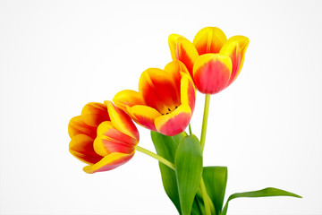 Red and yellow tulips