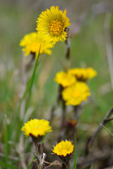 Coltsfoot (Tussilago farfara). A yellow early spring flower in the daisy family (Asteraceae), a plant with a long history of use in herbal medicine