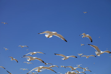 large flocks of Yellow-legged gull, Larus michahellis, Essaouira, Morocco