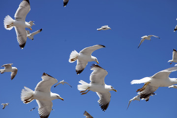 large flocks of Yellow-legged gull, Larus michahellis, Essaouira, Morocco