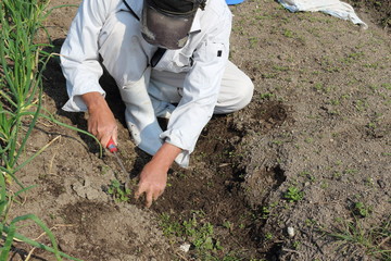 家庭菜園で草取りをするシニアの男性