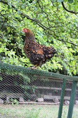 Wyandotte hen standing on a green fence