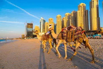 Gordijnen Camel in front of Dubai Marina © Sergii Figurnyi