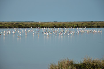 flamencos en la marisma