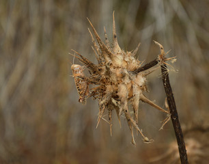 cardo marismeño