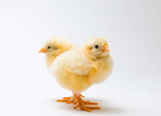 two little chick in front of bright background