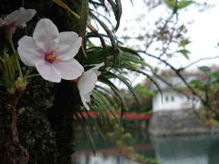 小田原城　お堀端の花