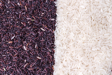 row of rice berry and jasmine rice grains