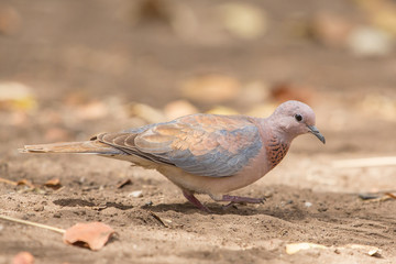 Laughing Dove (Stigmatopelia Senegalensis), Kruger National Park, South Africa