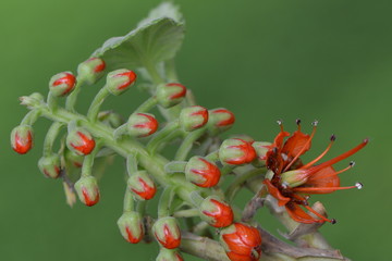 Natalflaschenbaumblüte © nounours1