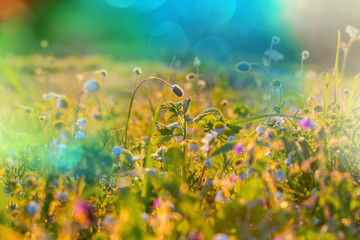 Obraz na płótnie Canvas Sunny meadow