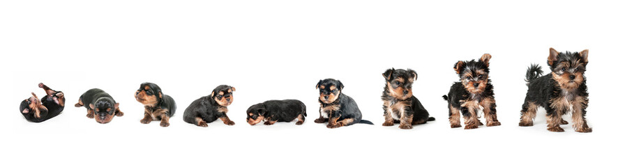Stages of growth puppy yorkshire terrier