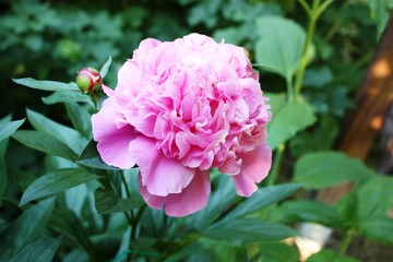 Peony flowers at Pentecost