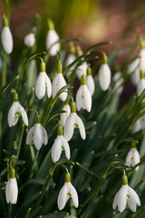 Beautiful fresh snowdrop flowers in early spring. Selective focus. (Galanthus nivalis)