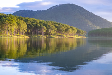 Reflection of pine tree in a lake. TUYEN LAM lake, LAMDONG, VIETNAM