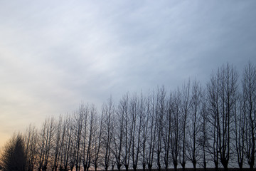 冬の並木と夕陽