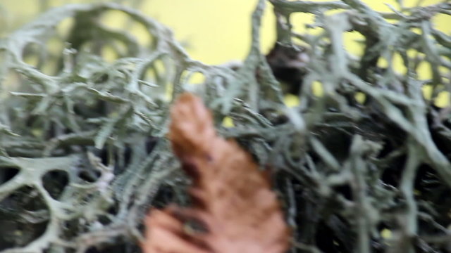 Fancy lichens create impression of fairy-tale forest
