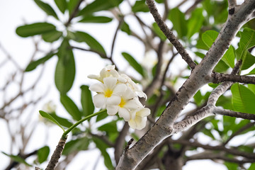 White plumeria rubra in park. HO CHI MINH (SAIGON), VIET NAM