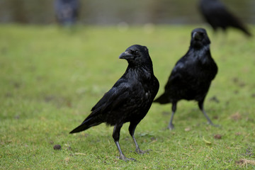 Carrion Crow