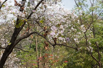 blooming white flower of orchid tree