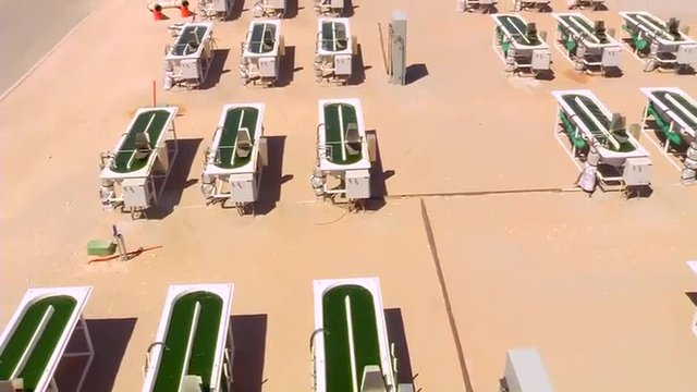 An outdoor algae farm develops biofuel.