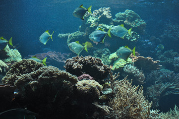 Fototapeta na wymiar Tropical fish underwater