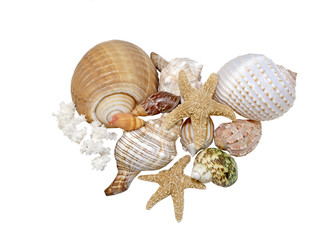 Variety of Sea Shells