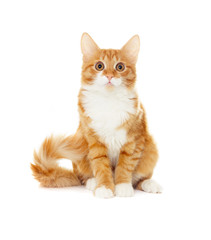 ginger cat in full length