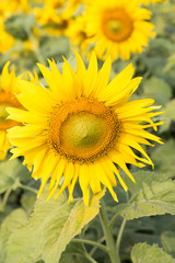 sunflower field in agriculture farm