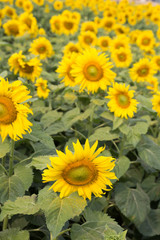 sunflower field in agriculture farm