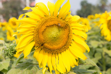 sunflower field in agriculture farm