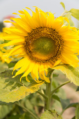 Obraz premium sunflower field in agriculture farm