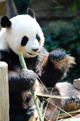 Naklejka premium Panda bear eating bamboo